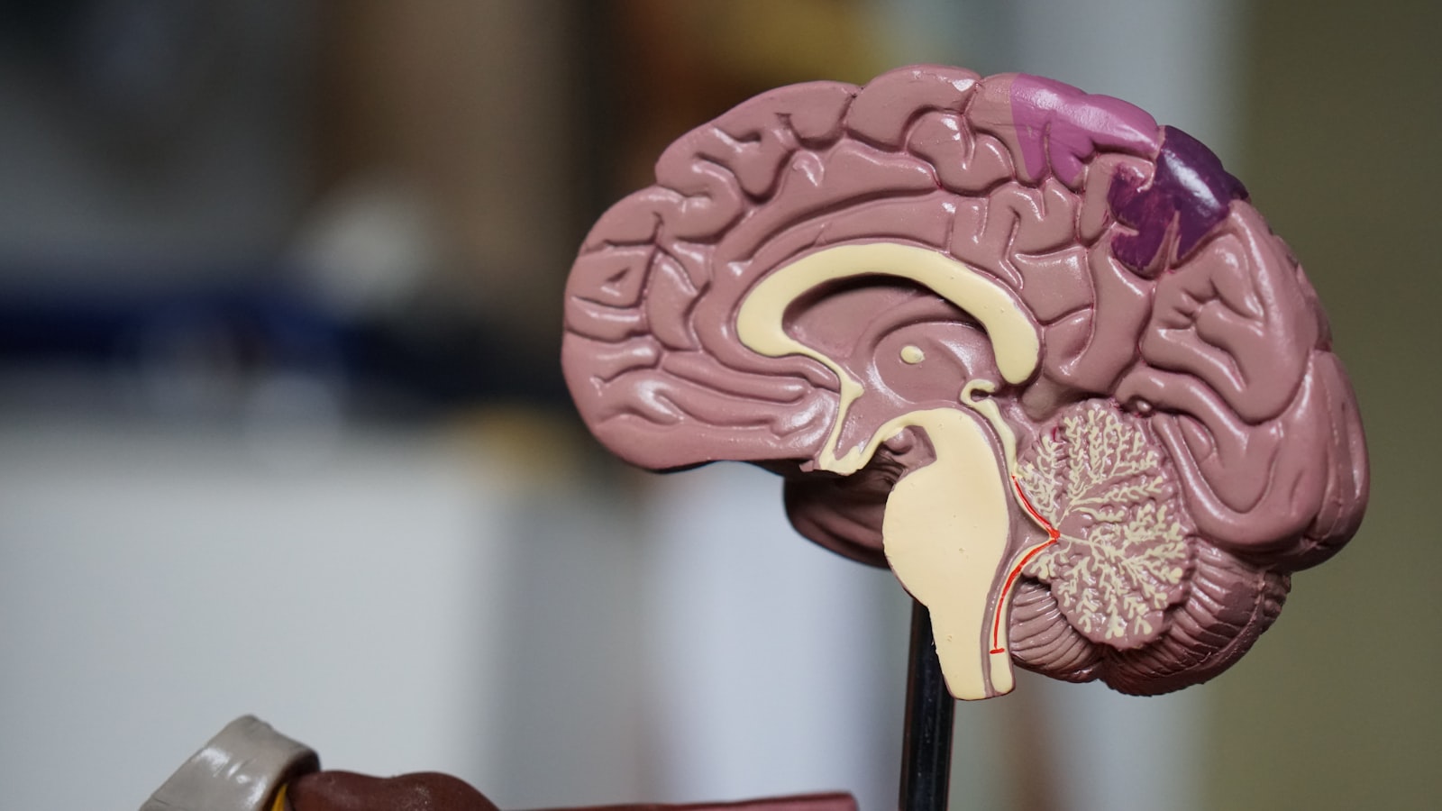 Modelo anatómico do cérebro humano usado no diagnóstico osteopático
